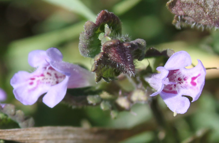 Glechoma hederacea L.